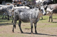 Picture of Nguni Cattle, full body shot