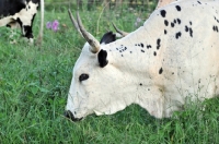 Picture of Nguni Cattle grazing