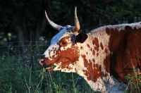 Picture of Nguni Cattle grazing