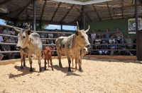 Picture of Nguni Cattle in ring