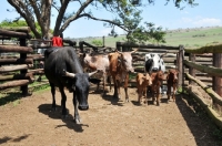 Picture of Nguni Cattle in South Africa