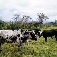 Picture of nguni cattle in swaziland