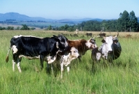Picture of nguni cattle in swaziland