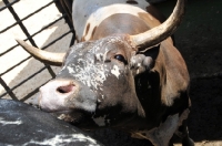 Picture of Nguni Cattle looking at camera