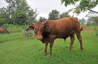 Picture of Nguni Cattle on grass