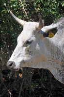 Picture of Nguni Cattle portrait