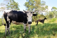 Picture of Nguni cattle with Canis Africanis
