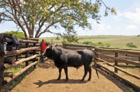 Picture of Nguni Cattle