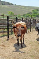Picture of Nguni Cattle