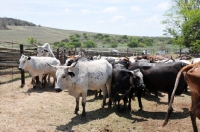 Picture of Nguni Cattle