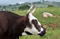 Picture of Nguni Cattle