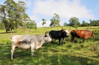 Picture of Nguni Cattle