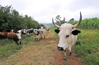 Picture of Nguni Cattle