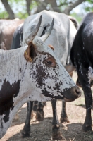 Picture of Nguni Cattle