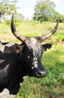 Picture of Nguni Cattle