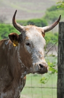 Picture of Nguni Cattle
