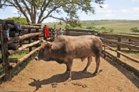 Picture of Nguni Cattle