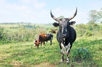 Picture of Nguni Cattle