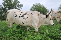 Picture of Nguni Cattle