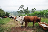 Picture of Nguni Cattle