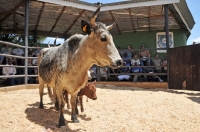 Picture of Nguni Cattle