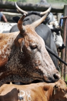 Picture of Nguni Cattle