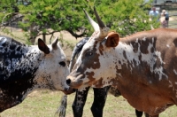 Picture of Nguni Cattle