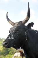 Picture of Nguni Cattle