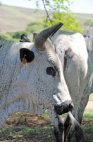 Picture of Nguni Cattle