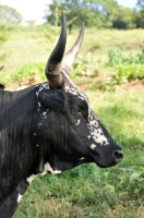 Picture of Nguni Cattle