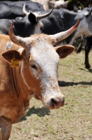 Picture of Nguni Cattle