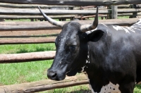 Picture of Nguni Cattle