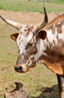 Picture of Nguni Cattle