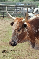 Picture of Nguni Cattle