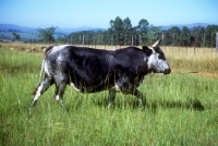 Picture of nguni cow walking in grass in swaziland