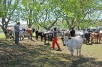 Picture of Nguni herd in South Africa