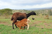 Picture of Nguni lamb drinking