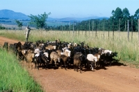 Picture of nguni sheep and goats with herdsman on road in mlilwane, swaziland