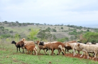 Picture of Nguni sheep flock
