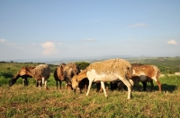 Picture of Nguni sheep in South Africa