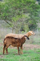 Picture of Nguni sheep looking ahead