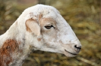 Picture of Nguni sheep profile