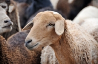 Picture of Nguni sheep