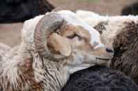 Picture of Nguni sheep