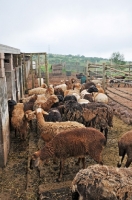 Picture of Nguni sheep