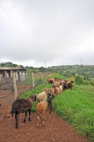 Picture of Nguni sheep
