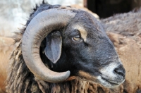 Picture of Nguni sheep