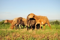 Picture of Nguni sheep