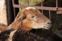 Picture of Nguni sheep