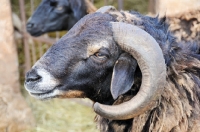 Picture of Nguni sheep